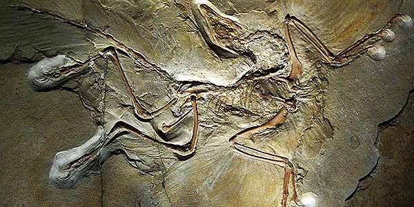 ARCHAEOPTERYX LITHOGRAPHICA